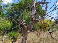albero di fico secco