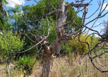 albero di fico