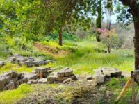 Parco Archeologico Leontinoi, particolare