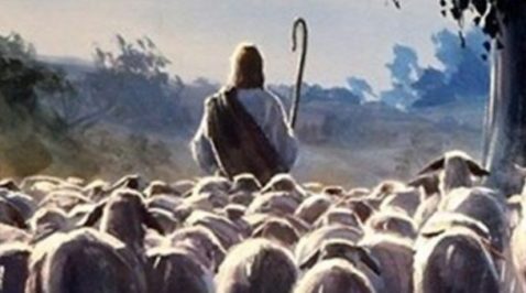 il pastore e le pecore