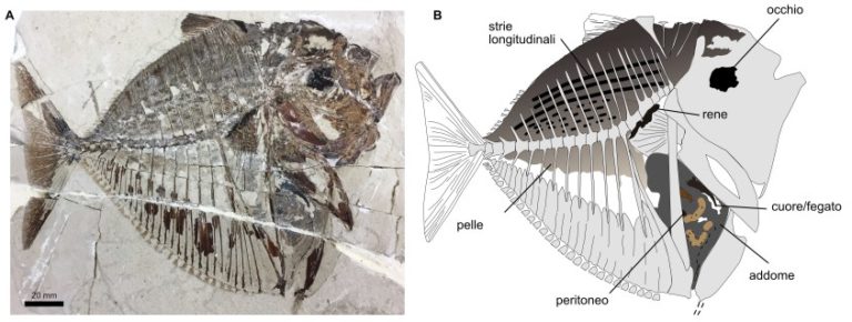 fossile pesce luna