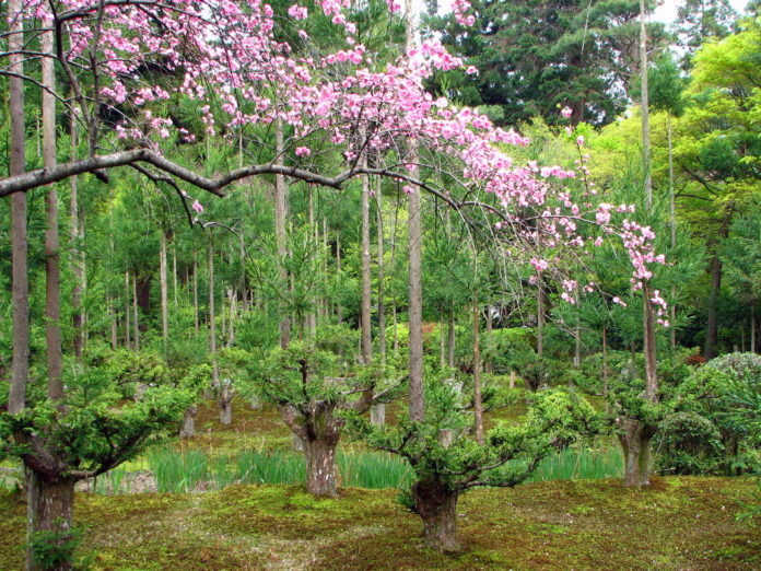 Daisugi tecnica giapponese di silvicultura