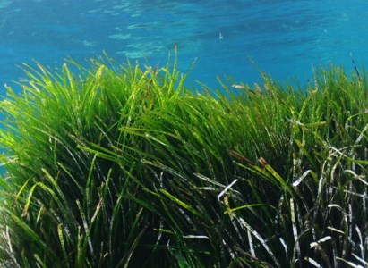 Posidonia