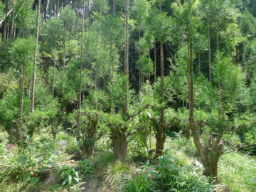 daisugi deforestazione