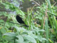 noto riserva martin pescatore fauna