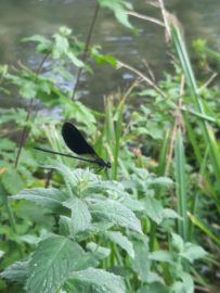 noto riserva martin pescatore fauna