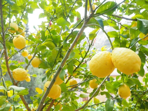 limone dell'etna