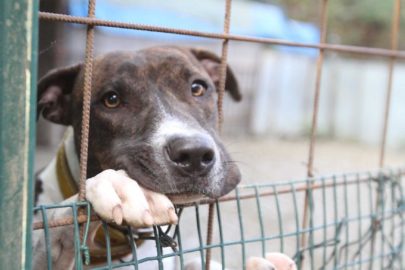 cani abbandono sicilia