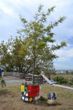 Albero a Villa Fazio, Librino