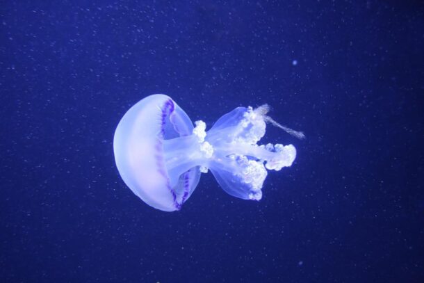bioluminescenza medusa ambiente