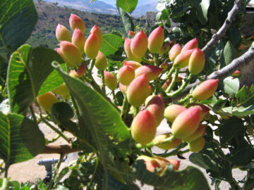 bronte pistacchio