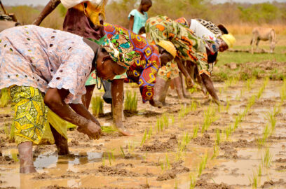 immigrazione - agricoltura - gambia