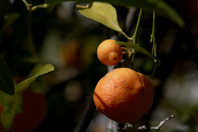 progetto eausiris agricoltura