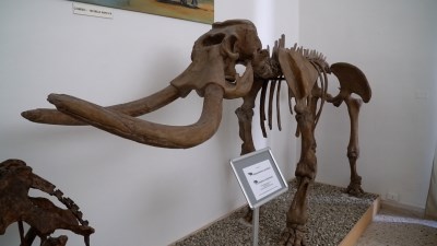 sala museo storia naturale Comiso