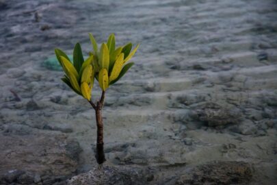 grande muraglia verde africa albero