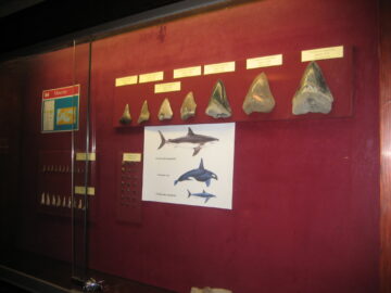 museo geologico Palermo