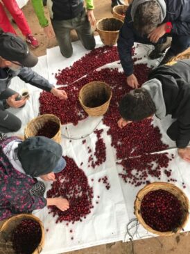 selezioni di caffè dell'azienda B.farm