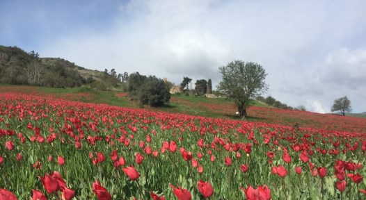 parco delle Madonie