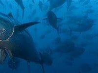 Pesca tonno rosso