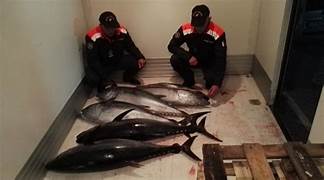 Pesca tonno rosso