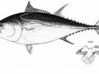 tonno-rosso-disegno