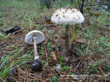 Macrolepiota procera detti cappiddini