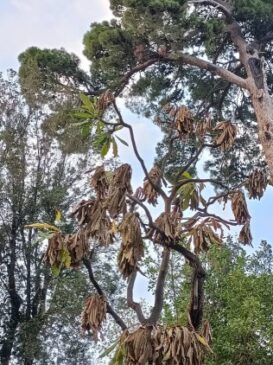 pianta bruciata dal caldo