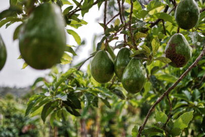 Sicilia Avocado Andrea Passanisi 