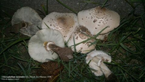 chlorophyllum molybdites