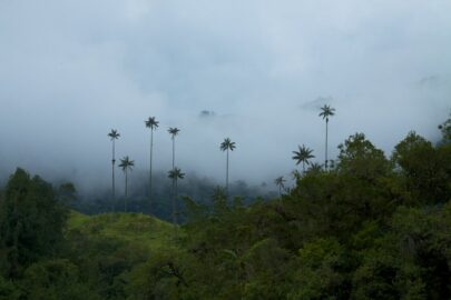 colombia-calo-foresta