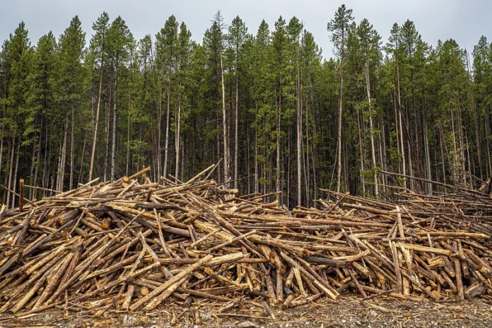 deforestazione-calo-alberi