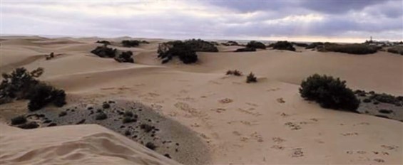 Il deserto fiorirà meditazioni sui salmi di don roberto strano