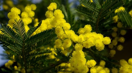 mimosa