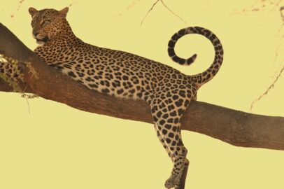 leopardo immortalato da Franco barbagallo
