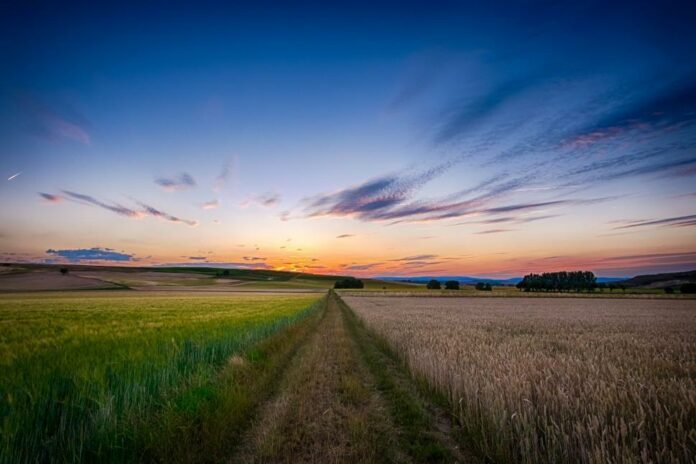 IA agricoltura campi