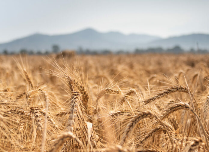 agricoltura siccita grano