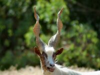 capra girgentana