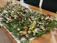 ASP Catania apertura autunnale ispettorato micologico