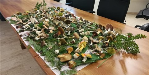 Ispettorato micologico, funghi