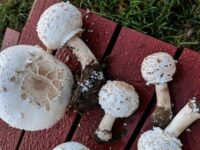 Chlorophyllum molybdites Falsa mazza di tamburo