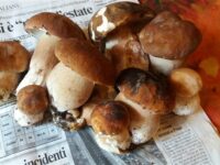 Funghi porcini wikimedia