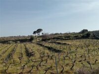 Vigneti azienda agricola Cosentini Santa-Venerina