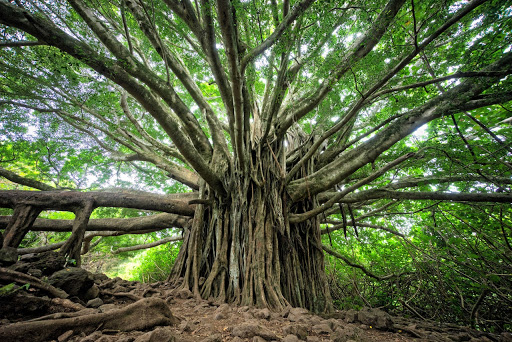 alberi monumentali