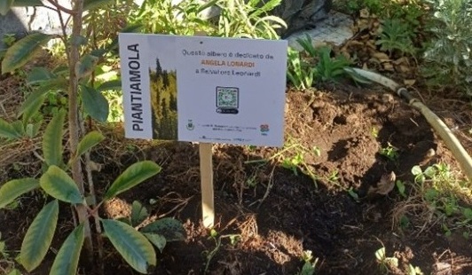 piantumazione pianta a Santa Venerina