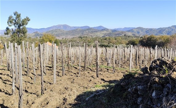 vigneti