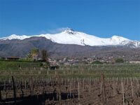 Vigneti dell’Etna