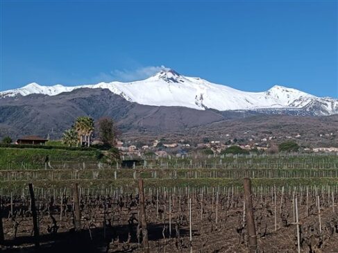 vigneti dell'Etna