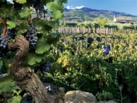 vigne dell’Etna