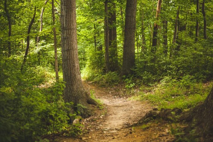 One Health foresta