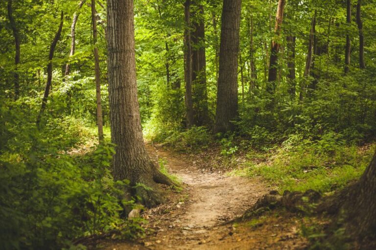 One Health foresta